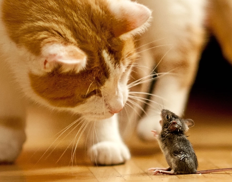 Игра в "Кошки-мышки"