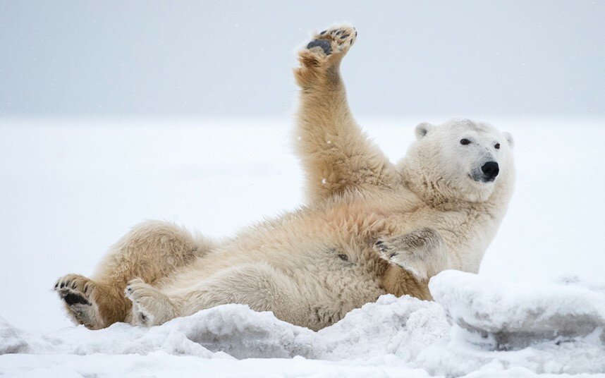 Зимняя игра «Белые медведи»