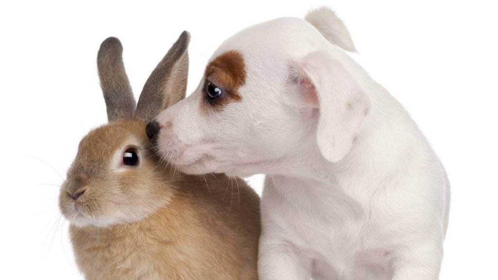 Зимняя игра «Зайцы и собаки»